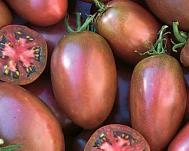 Purple Russian Tomato Seeds